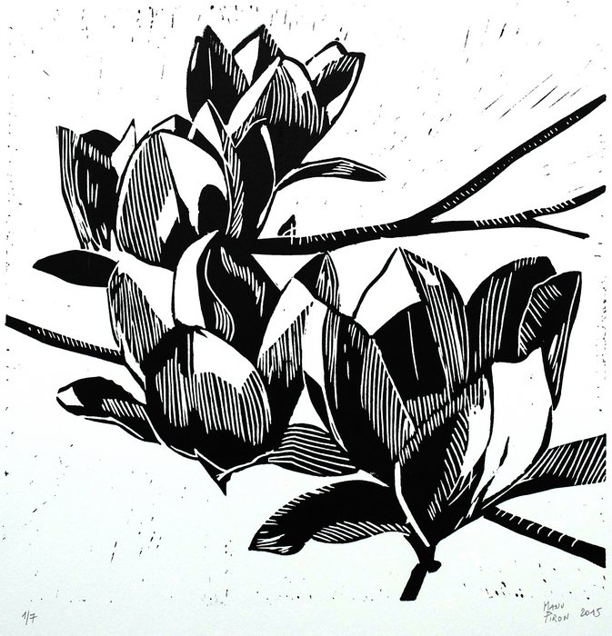 Magnolia 5